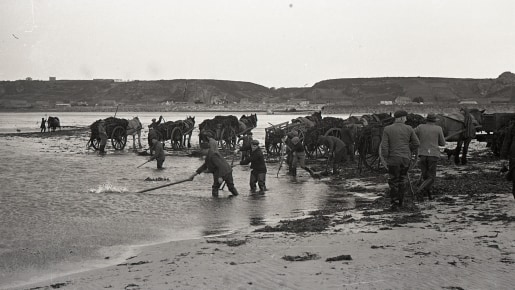collecting seaweed with horses