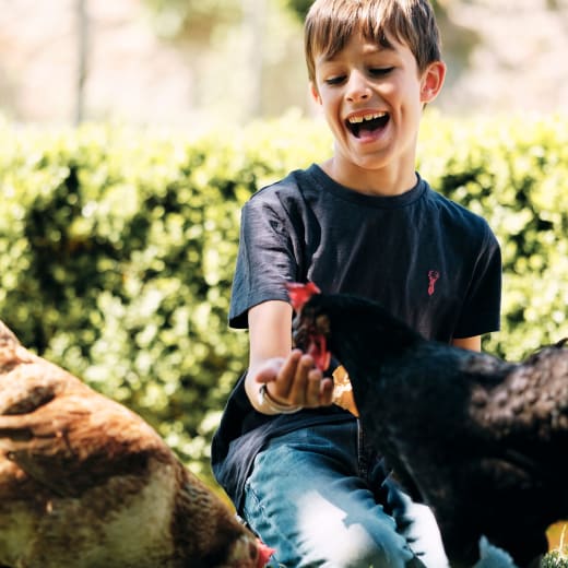 Hamptonne boy feeds chickens