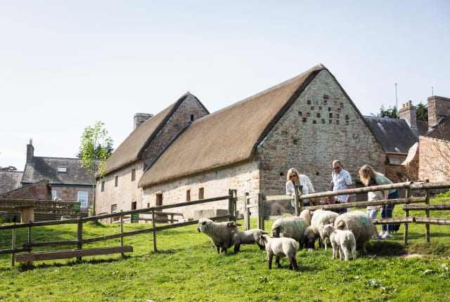 family look at a flock of sheep